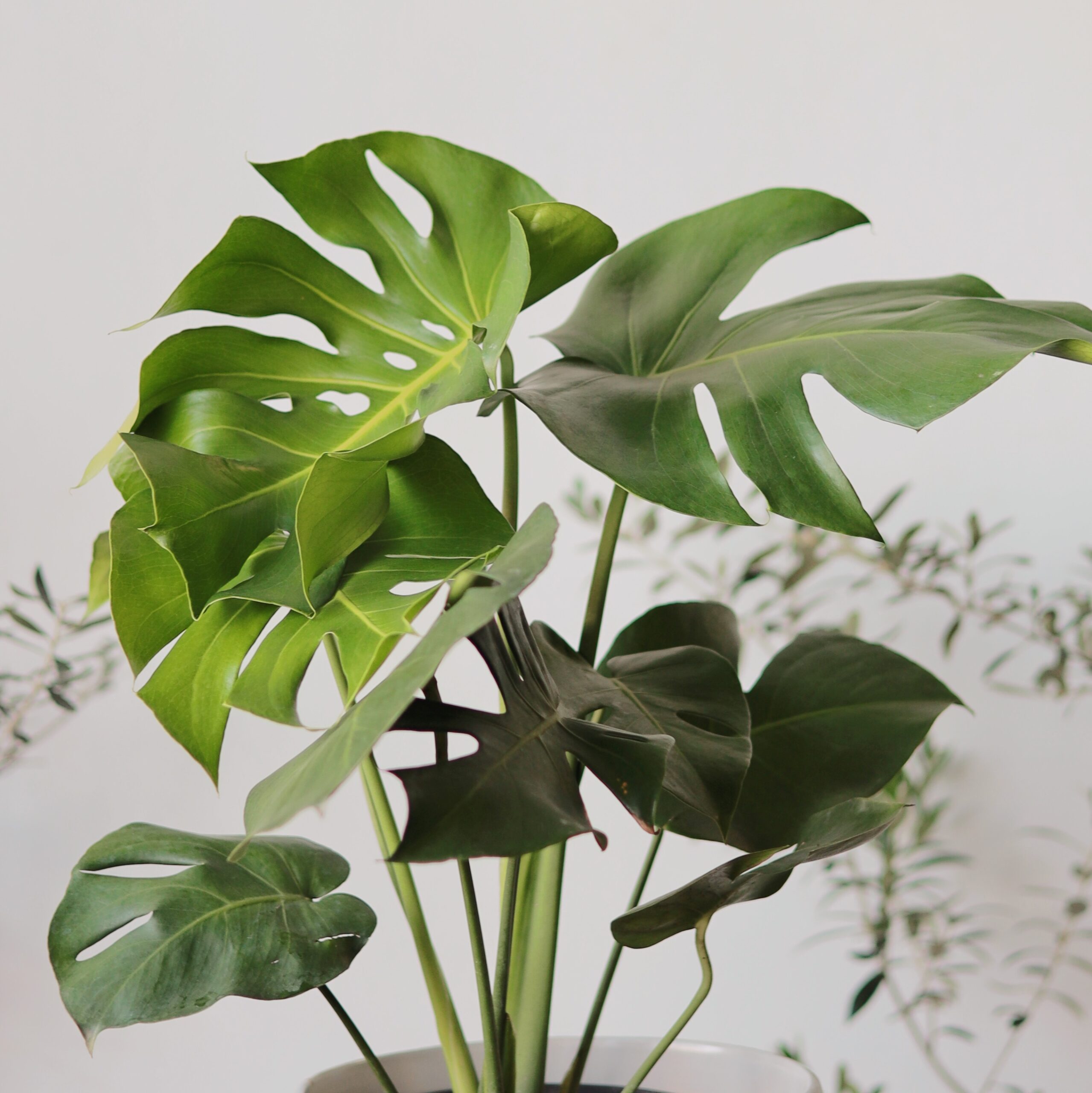 Processed with VSCO with al3pro preset