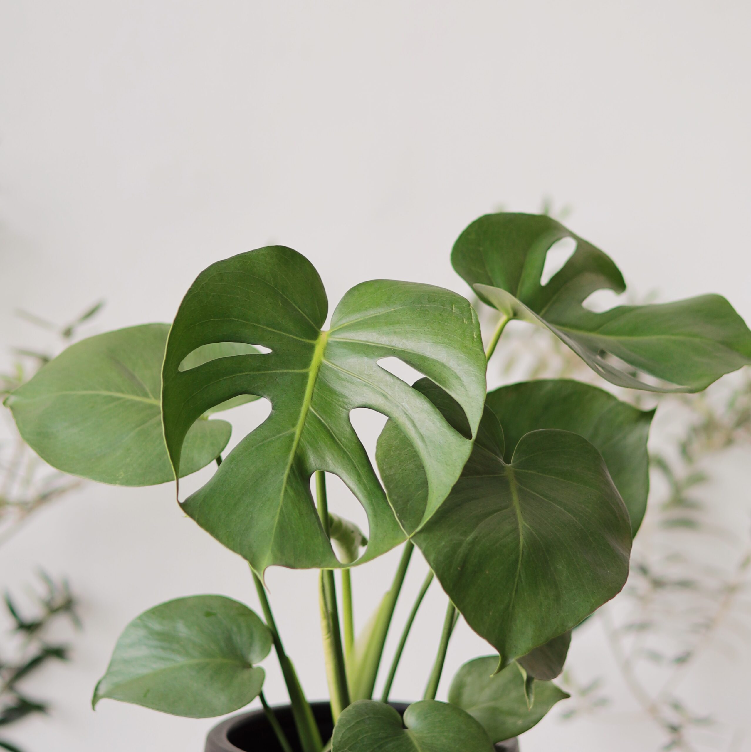 Processed with VSCO with al3pro preset