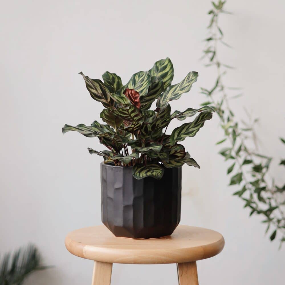 Calathea Makoyana