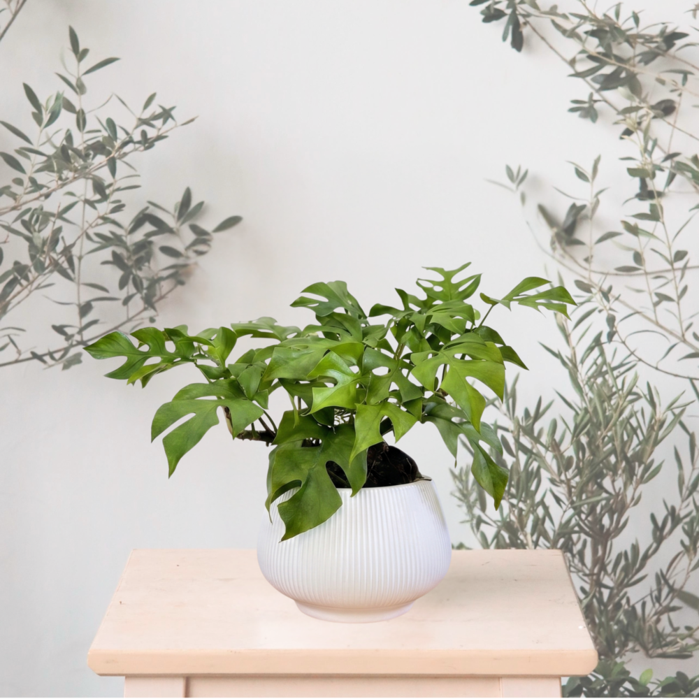 Raphidophora Tetrasperma aka Mini Monstera/ Live Indoor Plant