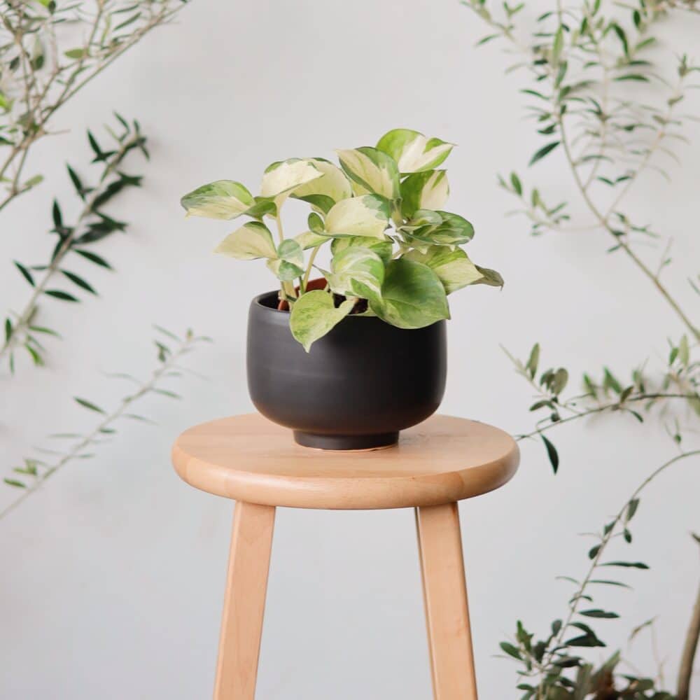 Manjula Pothos