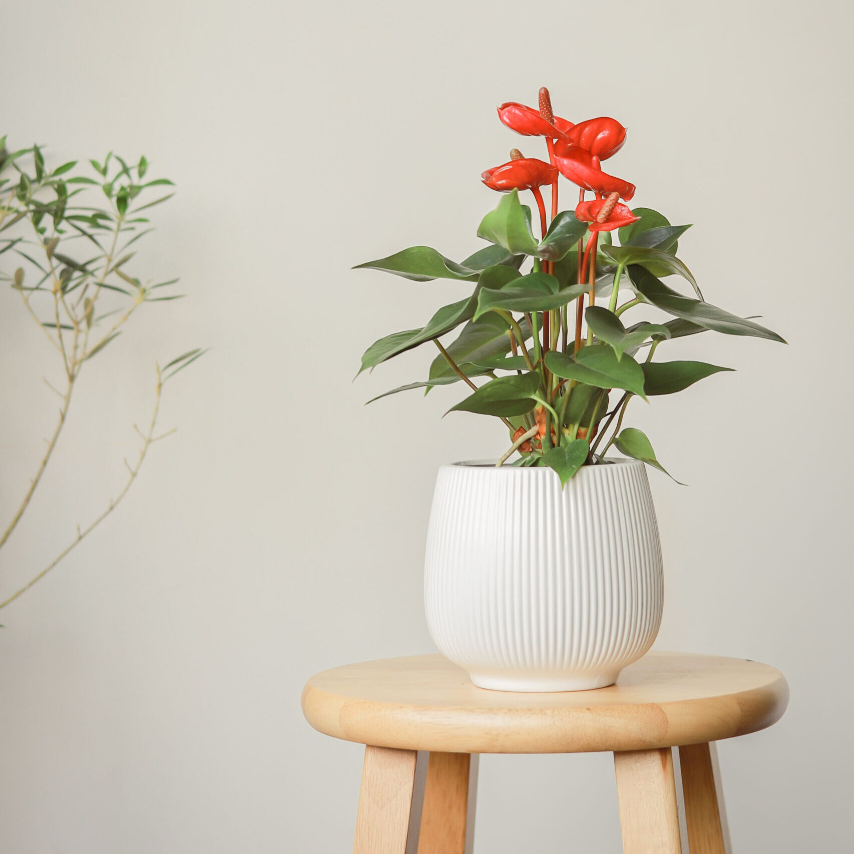 Anthurium Red Fiancee