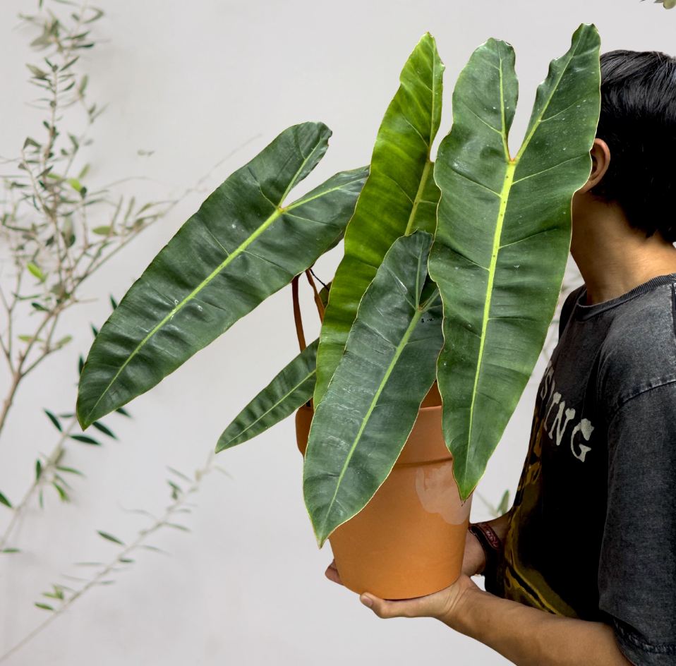 Philodendron Billietiae