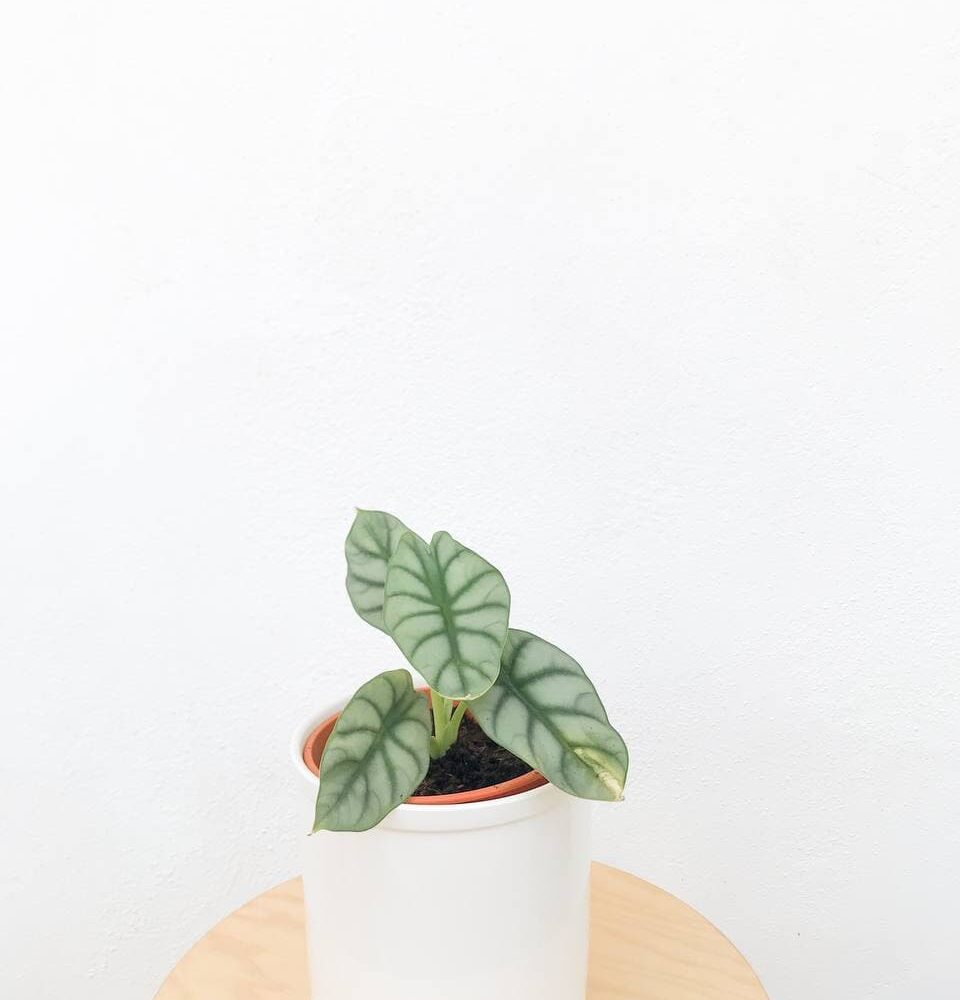 Alocasia Pink Dragon - Plnt.co