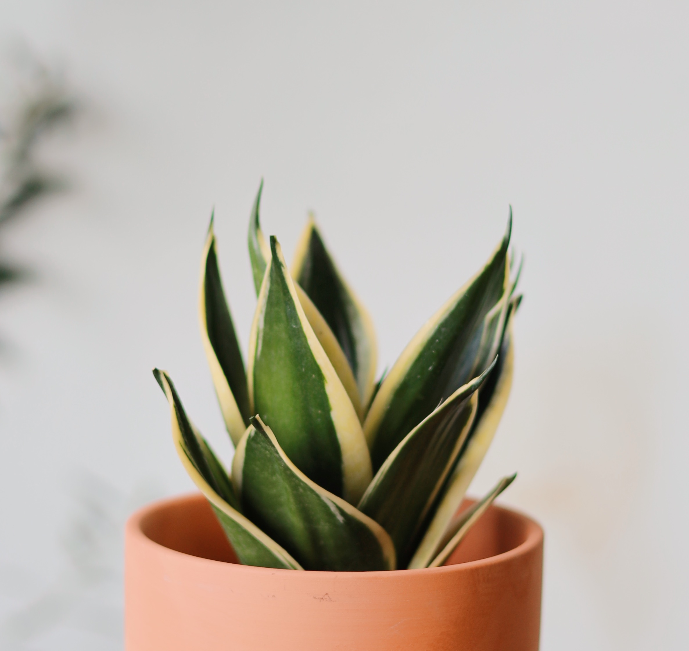 Processed with VSCO with al3pro preset