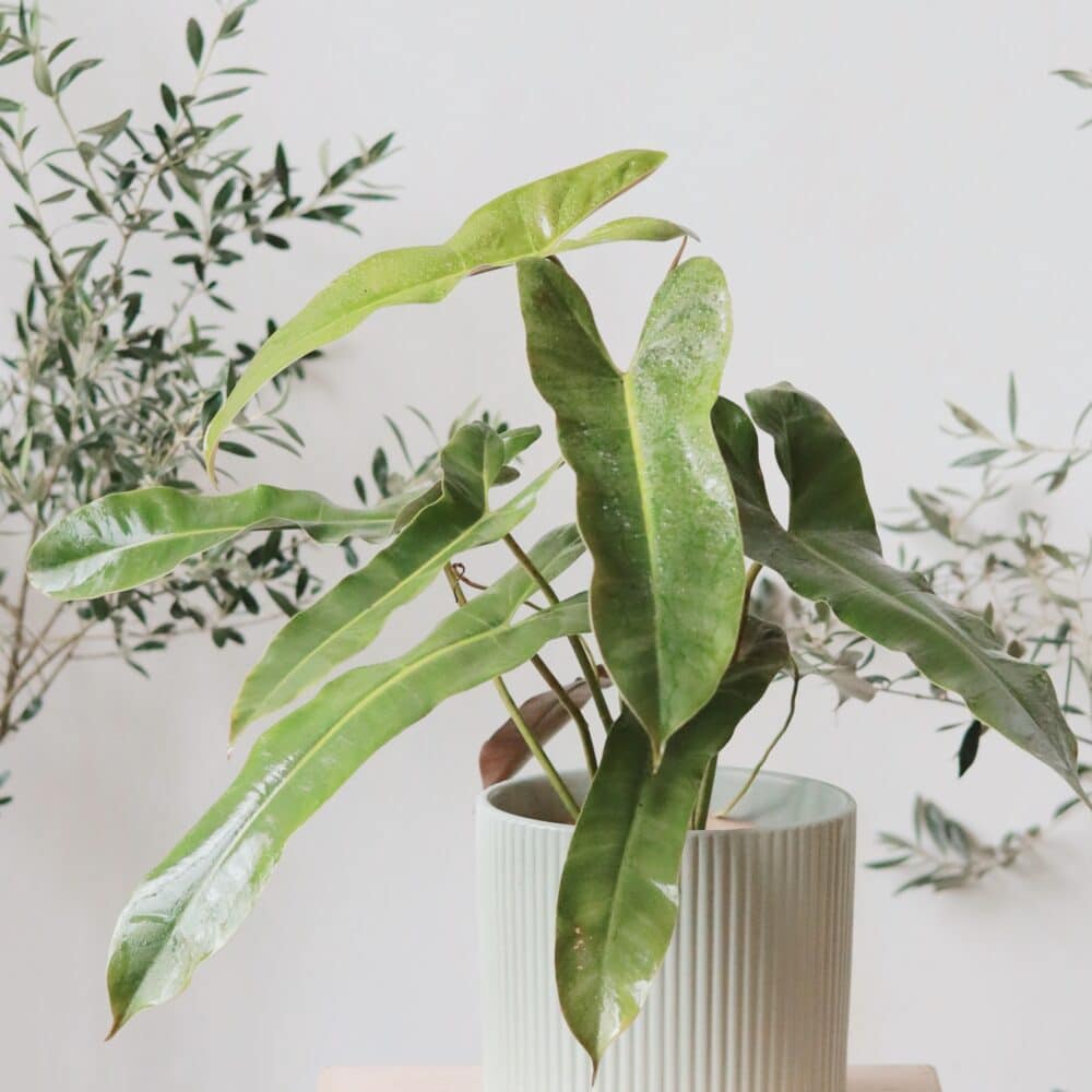 Philodendron Atabapoense (large)