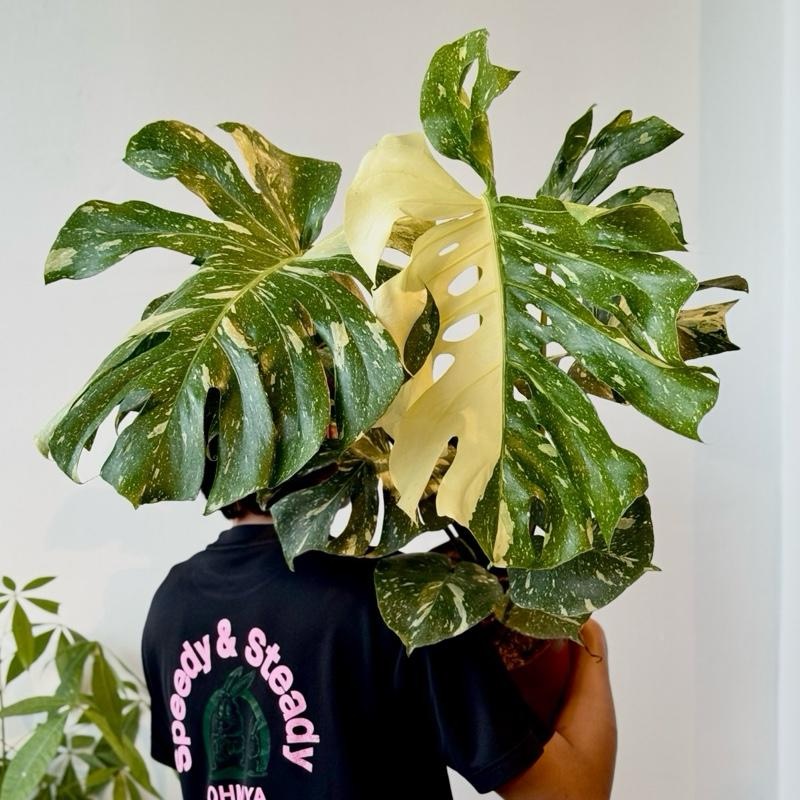 Monstera Thai Constellation (MTC) - Image 4