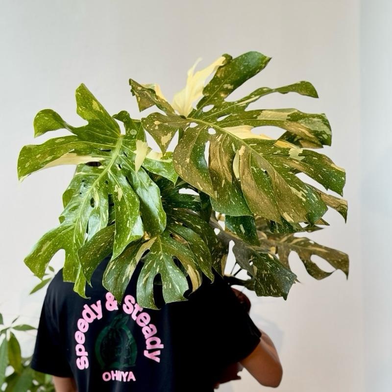 Monstera Thai Constellation (MTC) - Image 5