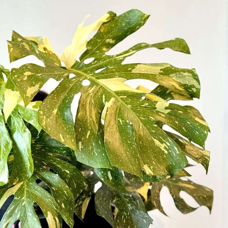Monstera Thai Constellation (MTC) - Image 6